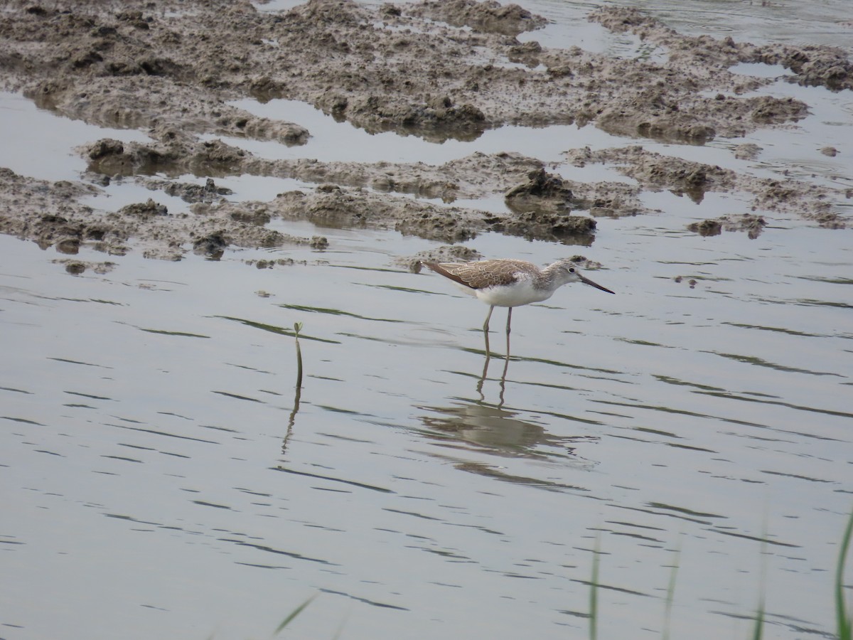 Common Greenshank - ML636997451
