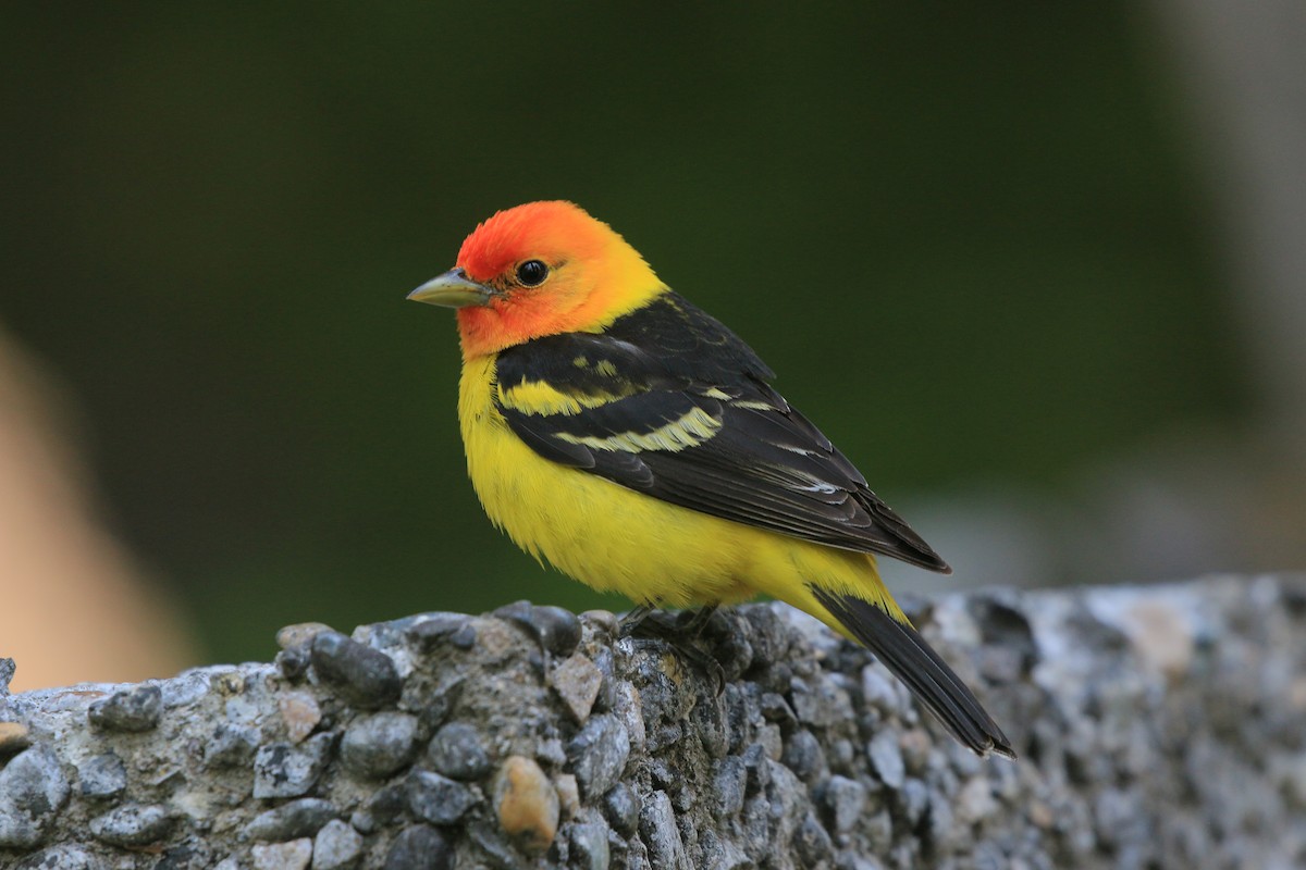Western Tanager - ML636997454