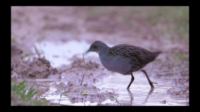 Ash-throated Crake - ML636997456