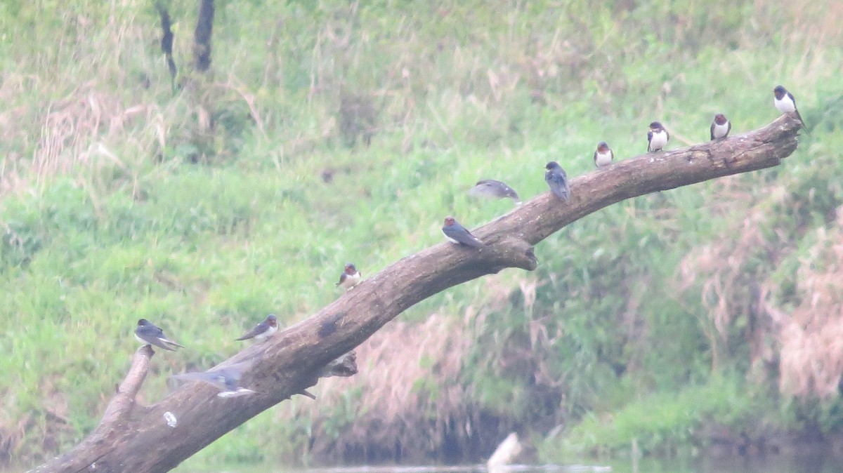 Bank Swallow - ML636997457