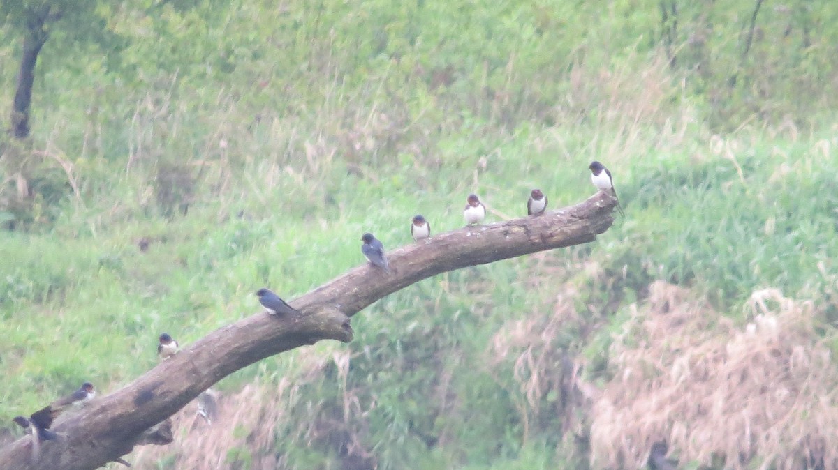Bank Swallow - ML636997458