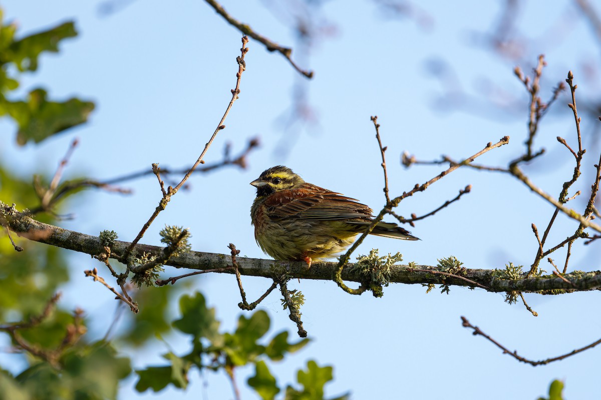 Cirl Bunting - ML636997459