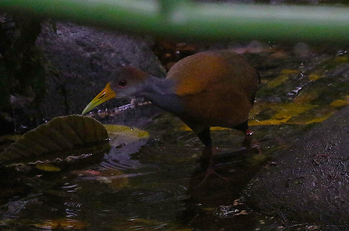 Russet-naped Wood-Rail - ML636997462