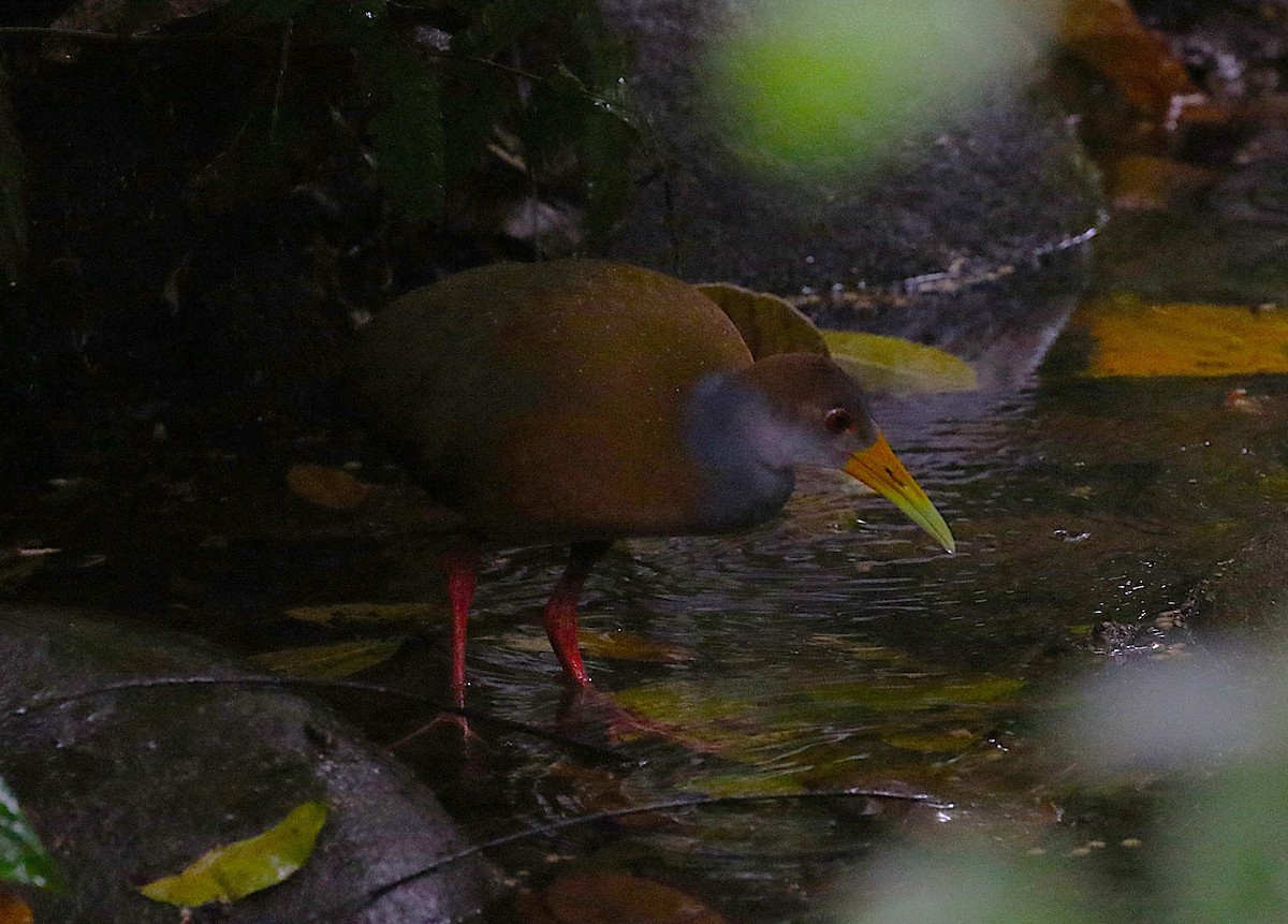 Russet-naped Wood-Rail - ML636997463
