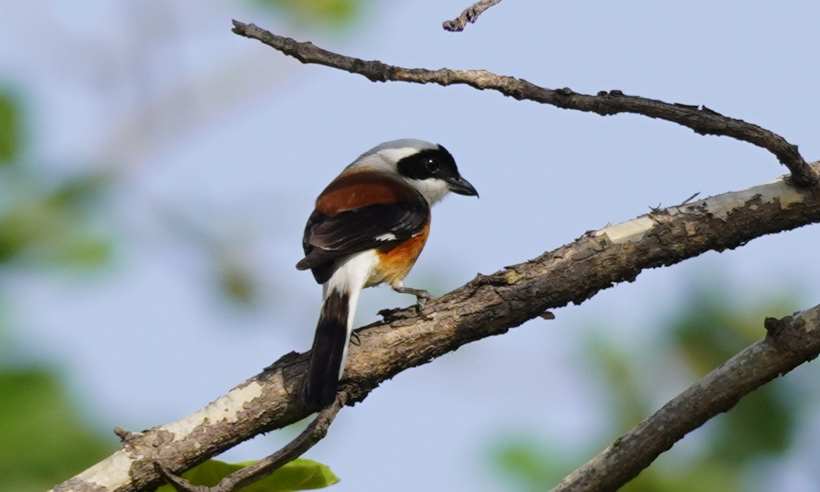 Bay-backed Shrike - ML636997550