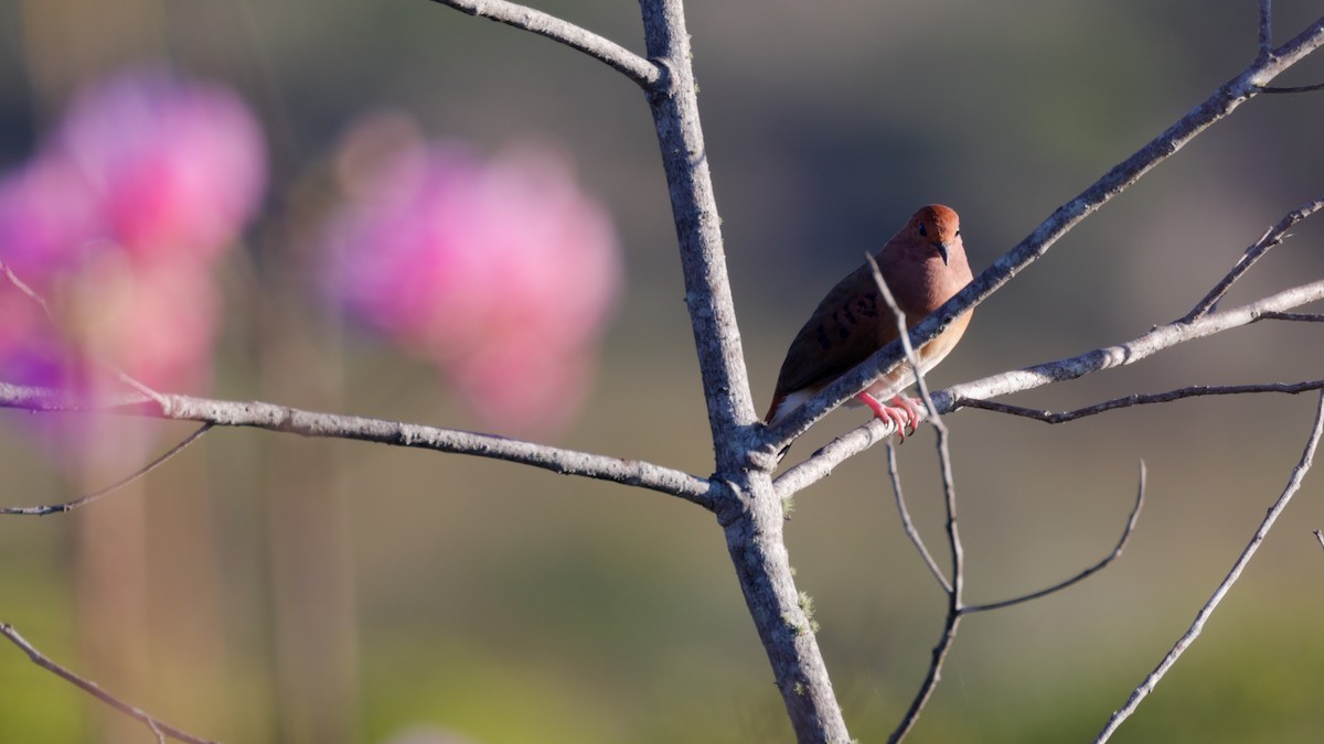 Blue-eyed Ground Dove - ML636997581