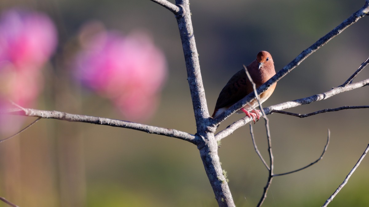 Blue-eyed Ground Dove - ML636997583