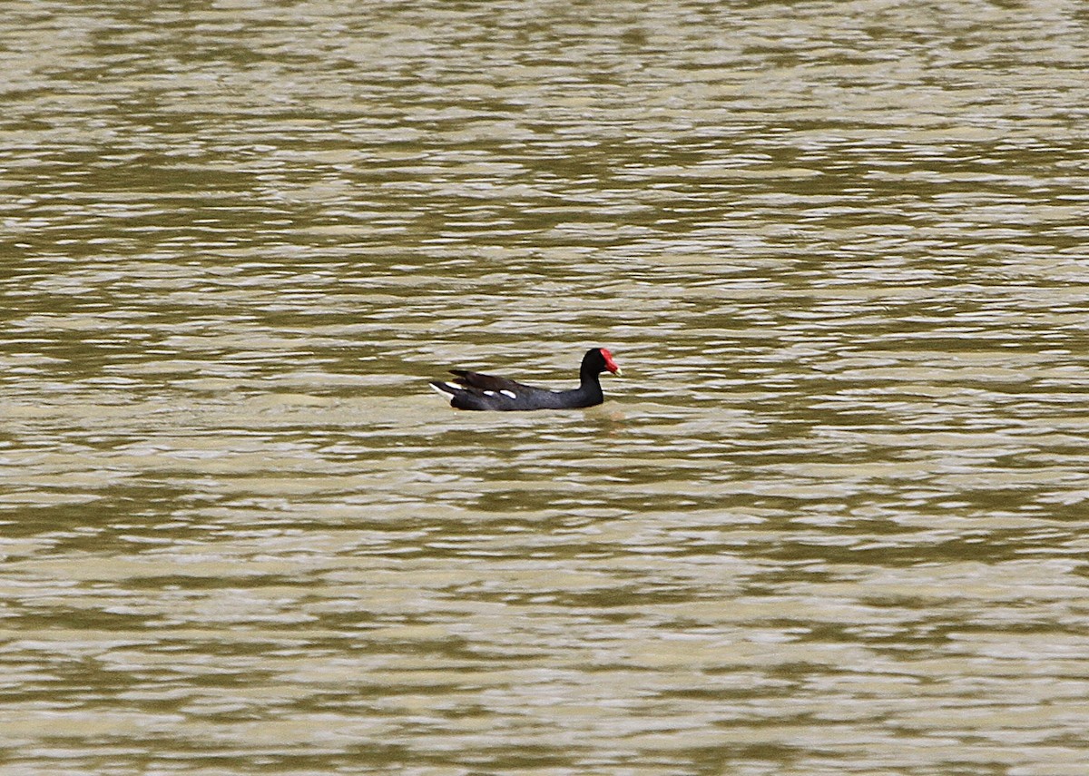 Common Gallinule - ML636997692