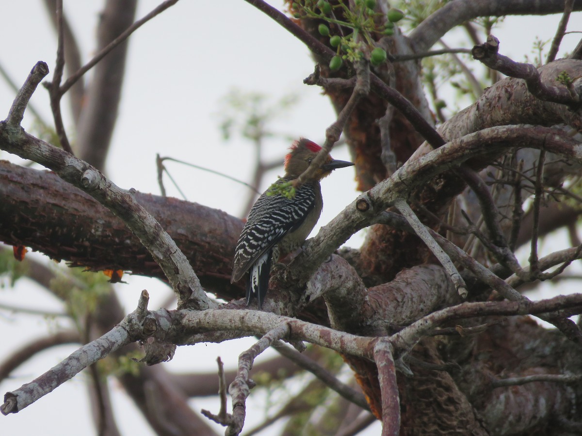 Yucatan Woodpecker - ML636997694