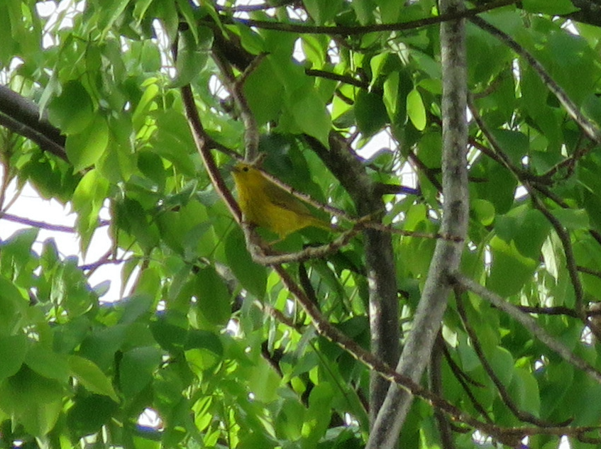Yellow Warbler (Golden) - ML636997737