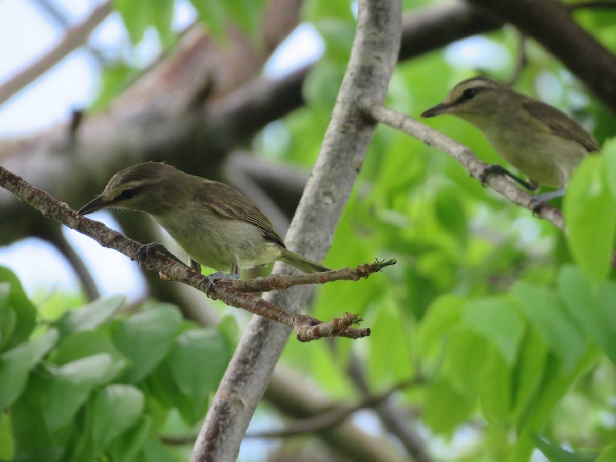 Yucatan Vireo - ML636997750