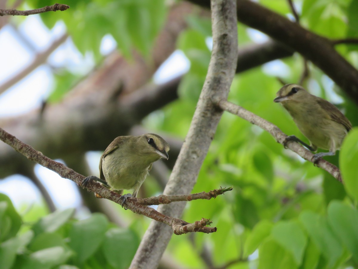 Yucatan Vireo - ML636997756