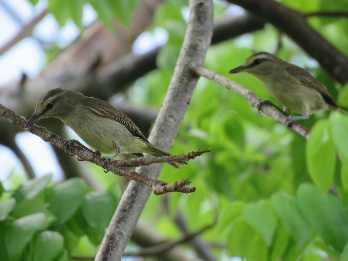 Yucatan Vireo - ML636997758
