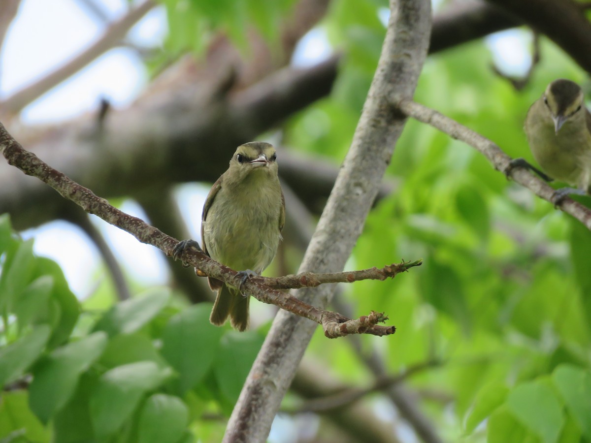 Yucatan Vireo - ML636997762