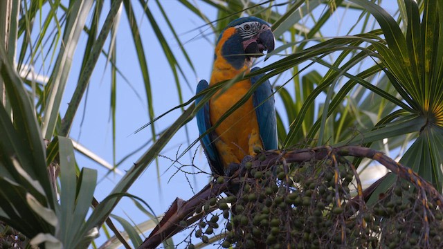 Blue-throated Macaw - ML636997765