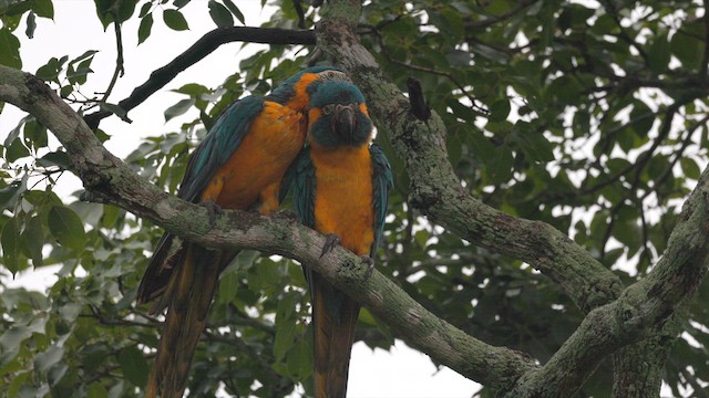 Blue-throated Macaw - ML636997766