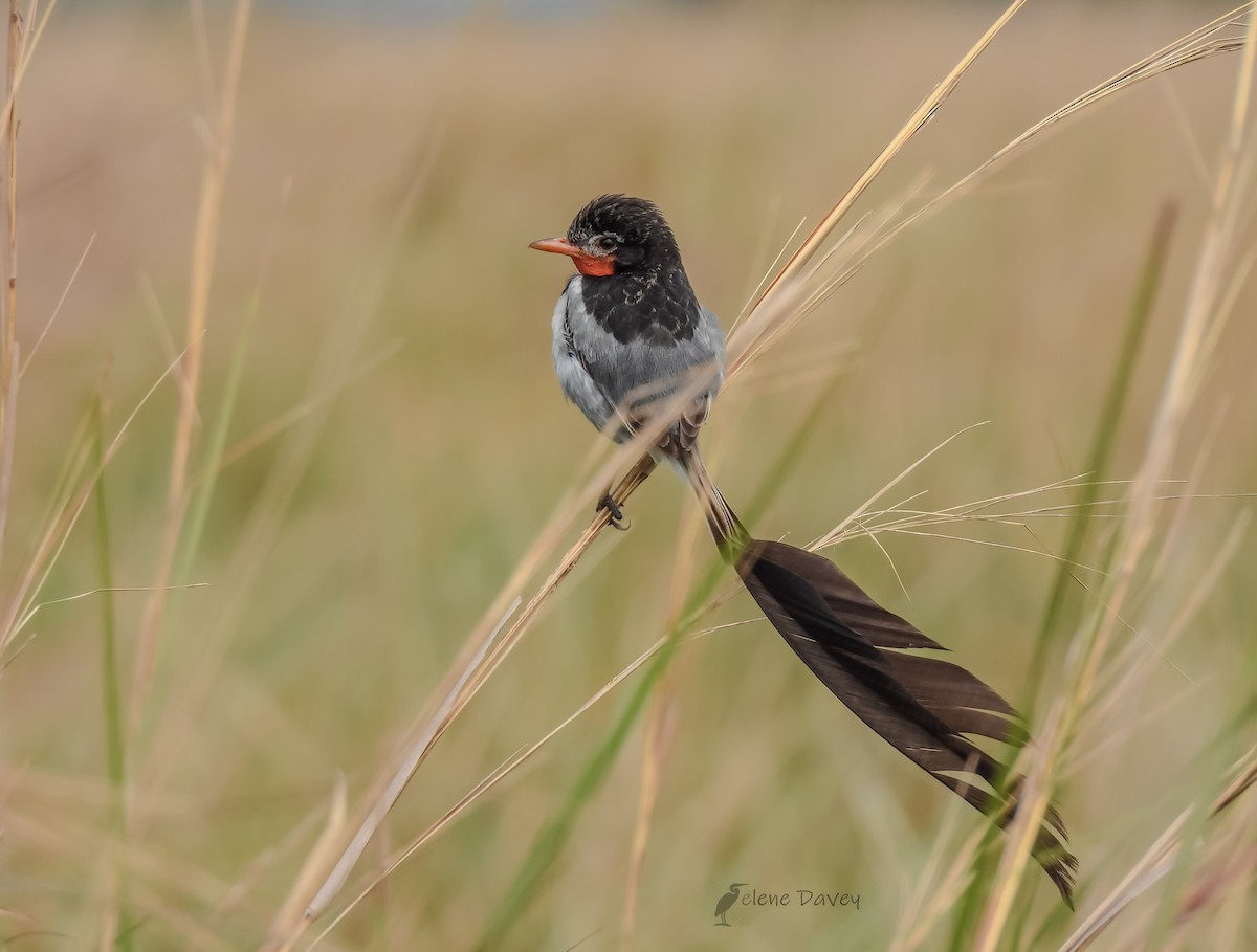 Strange-tailed Tyrant - ML636997773