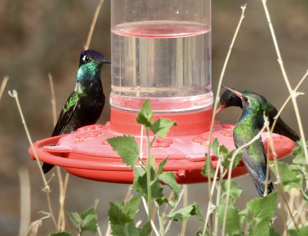 Colibrí Magnífico - ML636997783
