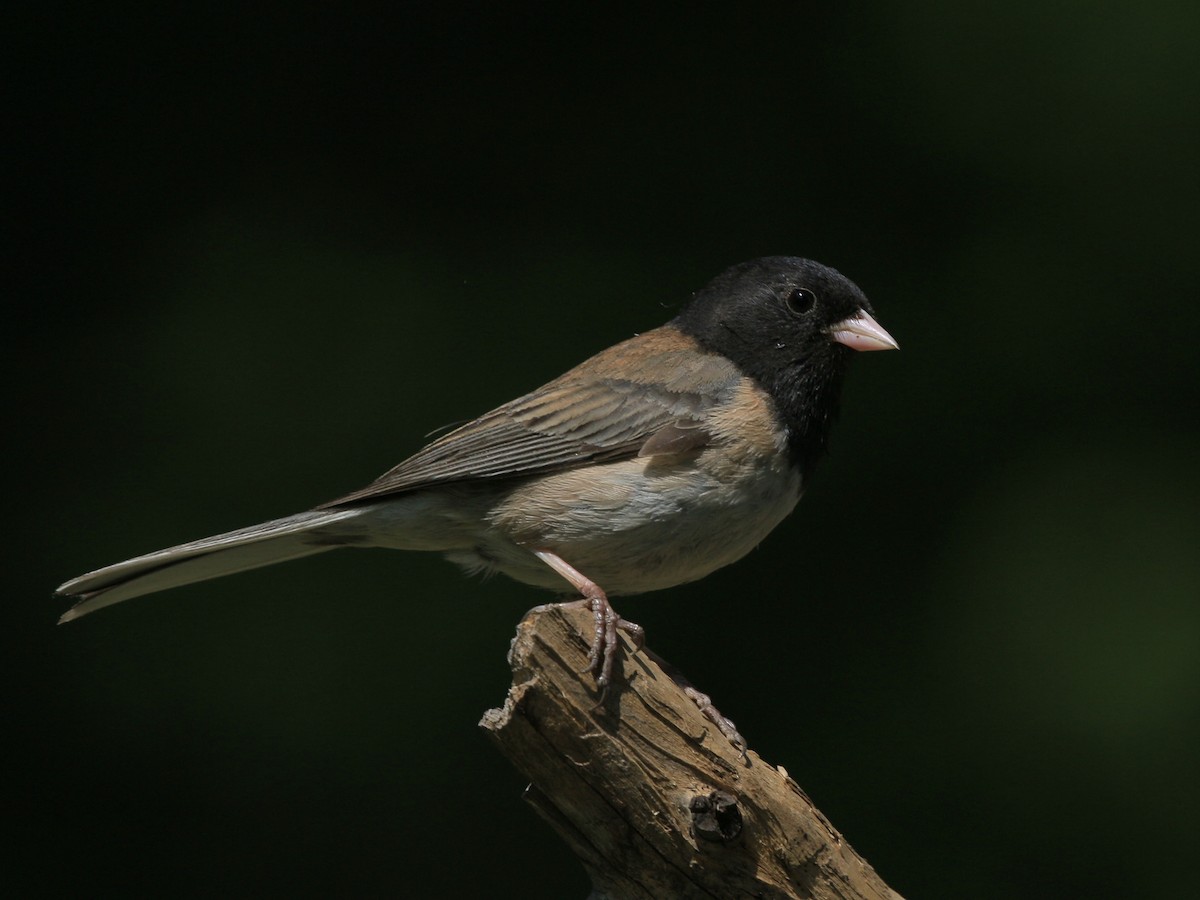 Junco Ojioscuro - ML636997786