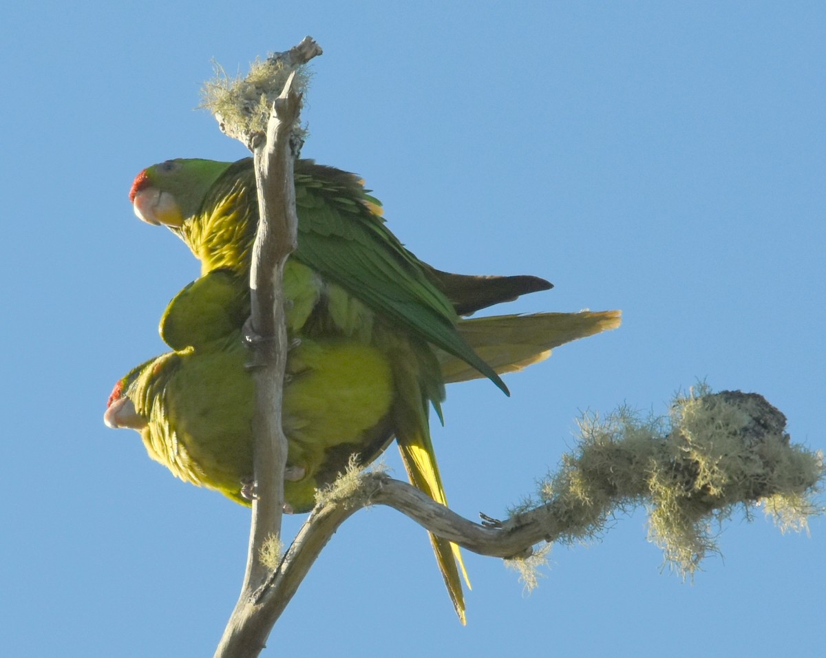 Aratinga de Wagler - ML636997791