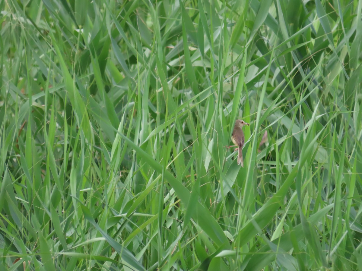 Prinia Sencilla - ML636997831