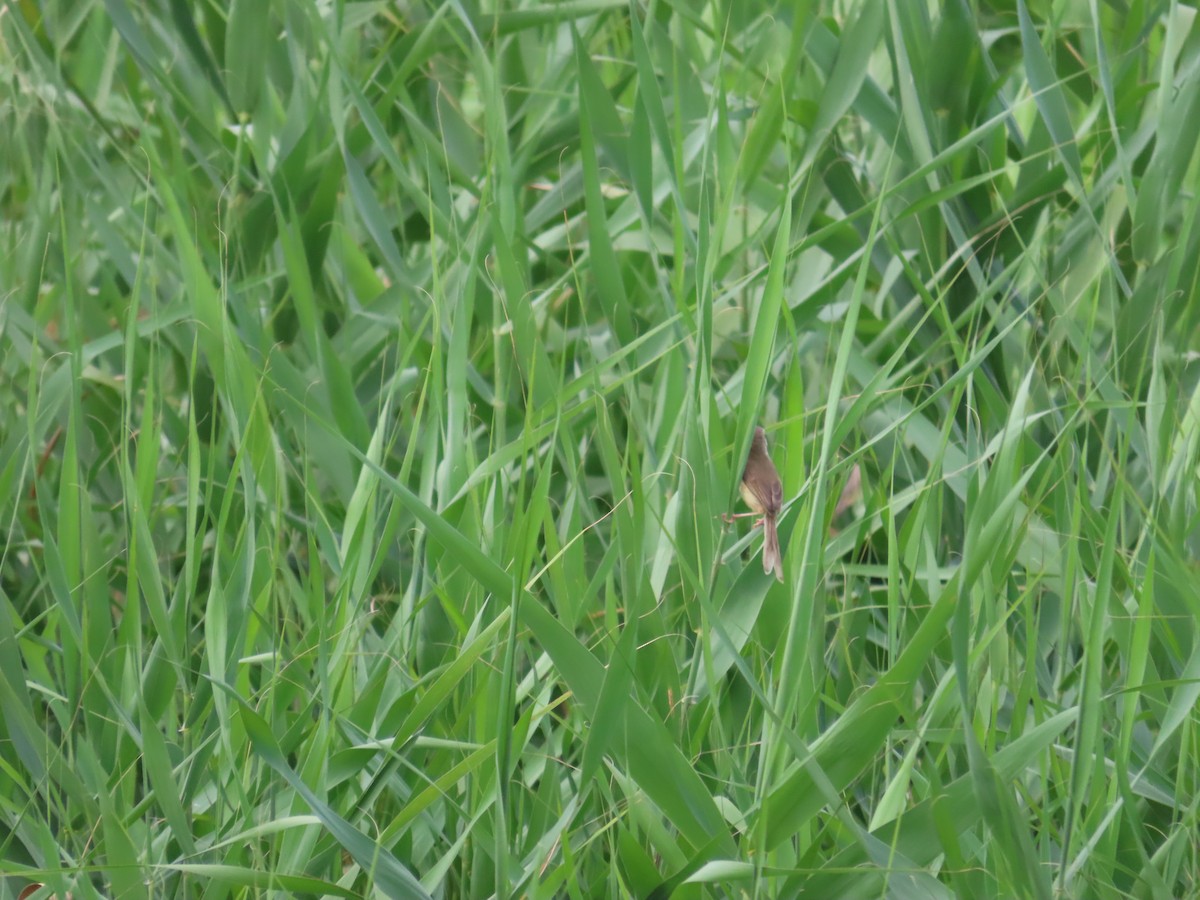 Prinia Sencilla - ML636997832