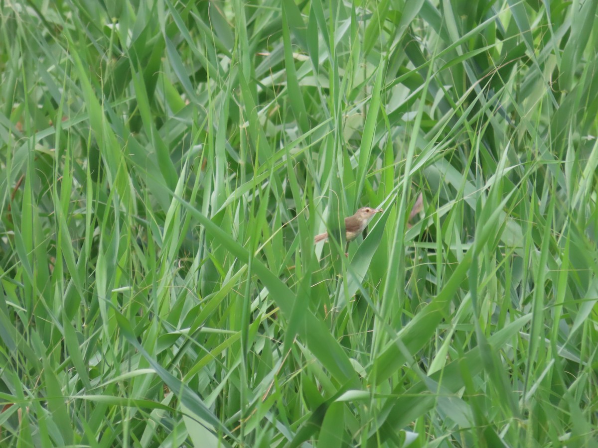 Prinia Sencilla - ML636997833