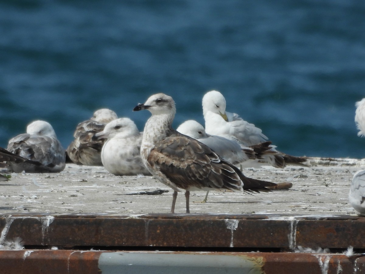 Gaviota Sombría - ML636997839
