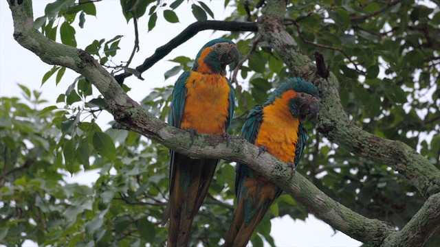 Blue-throated Macaw - ML636997841