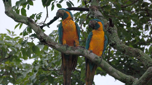 Blue-throated Macaw - ML636997843