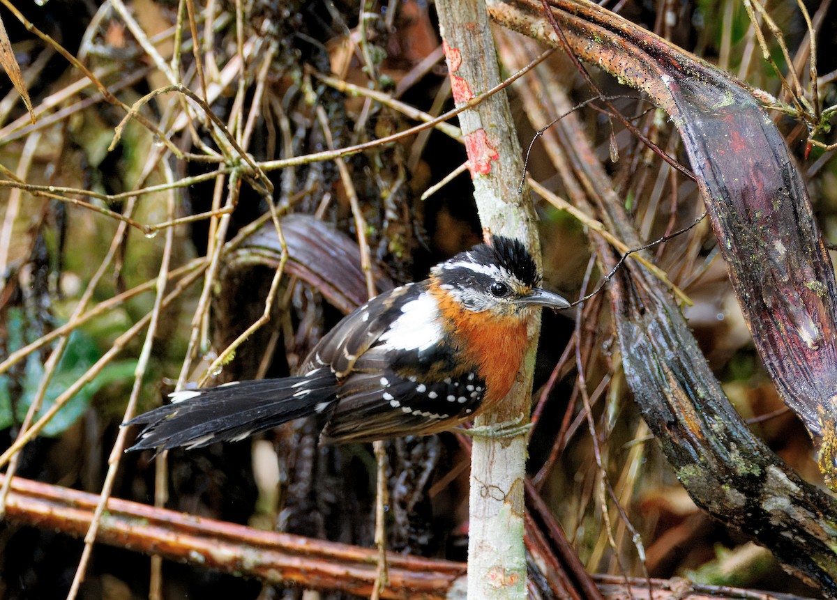 Ferruginous Antbird - ML636997924