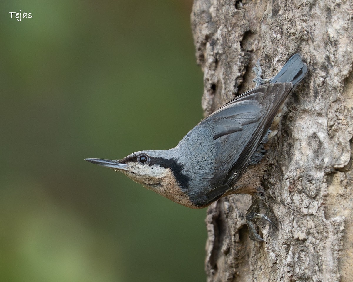 Chestnut-bellied Nuthatch - ML636997975
