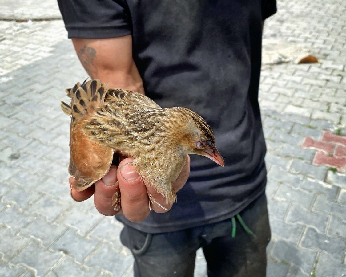 Corn Crake - ML636998031