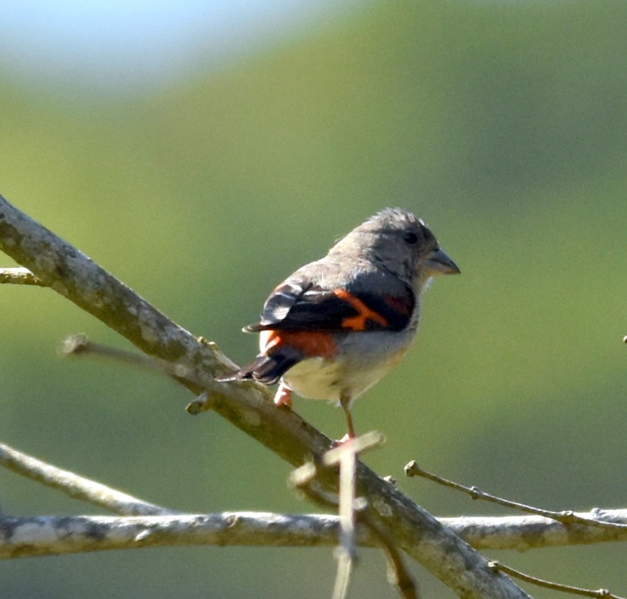Red Siskin - ML636998038