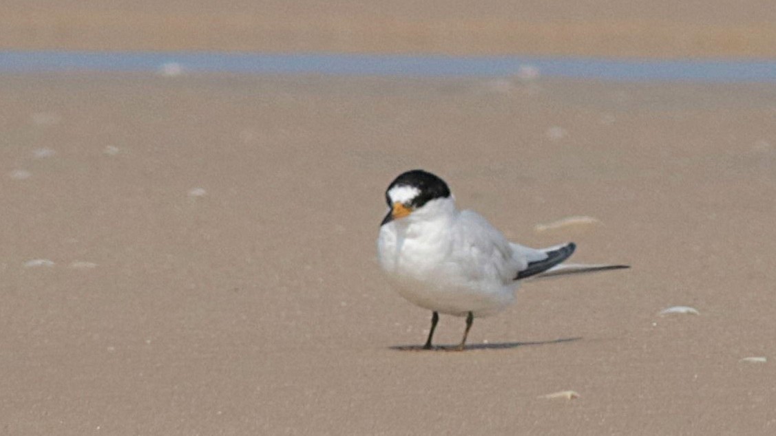 Saunders's Tern - ML636998042