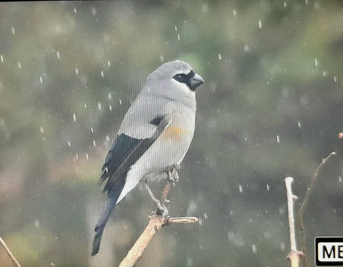 Taiwan Bullfinch - ML636998080