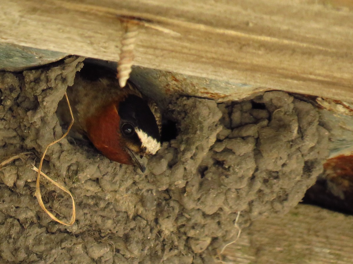 Cliff Swallow - ML636998115