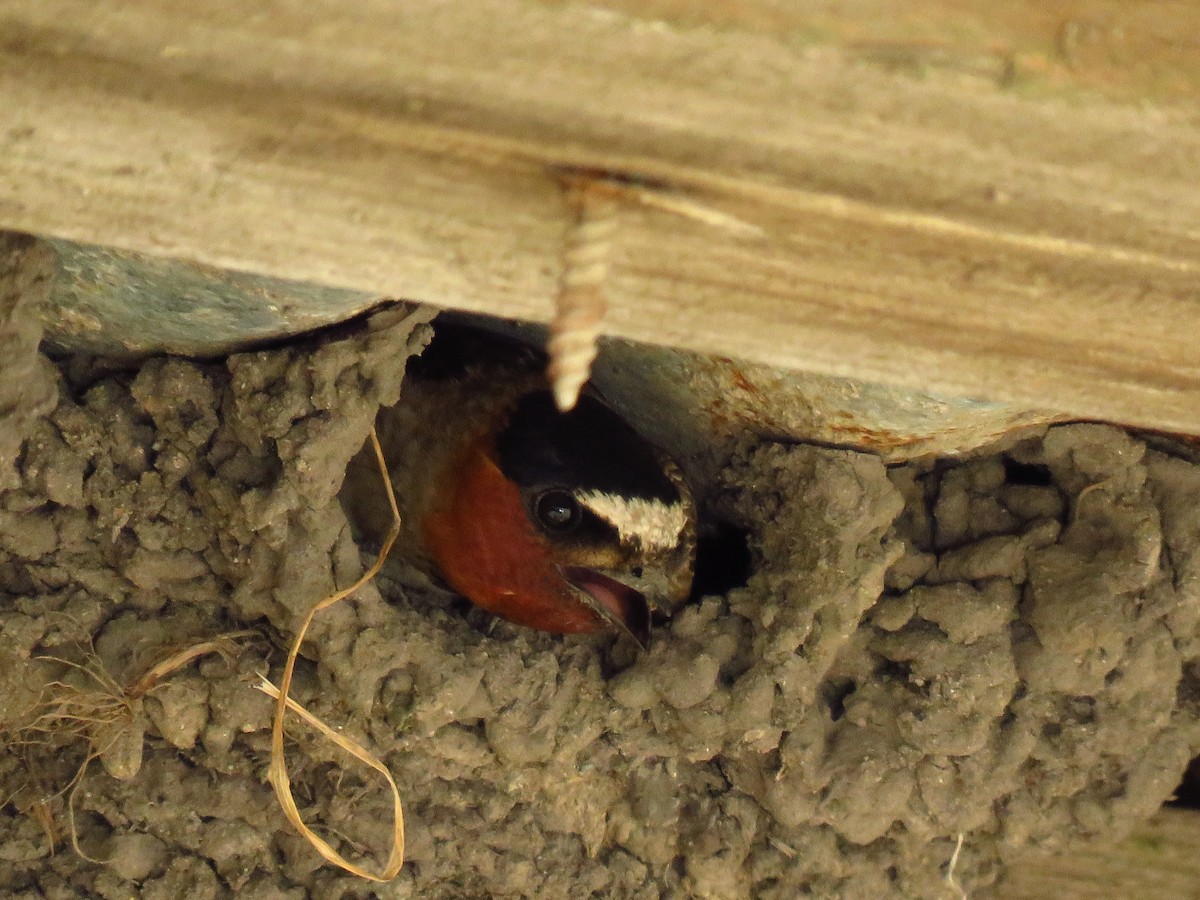 Cliff Swallow - ML636998116