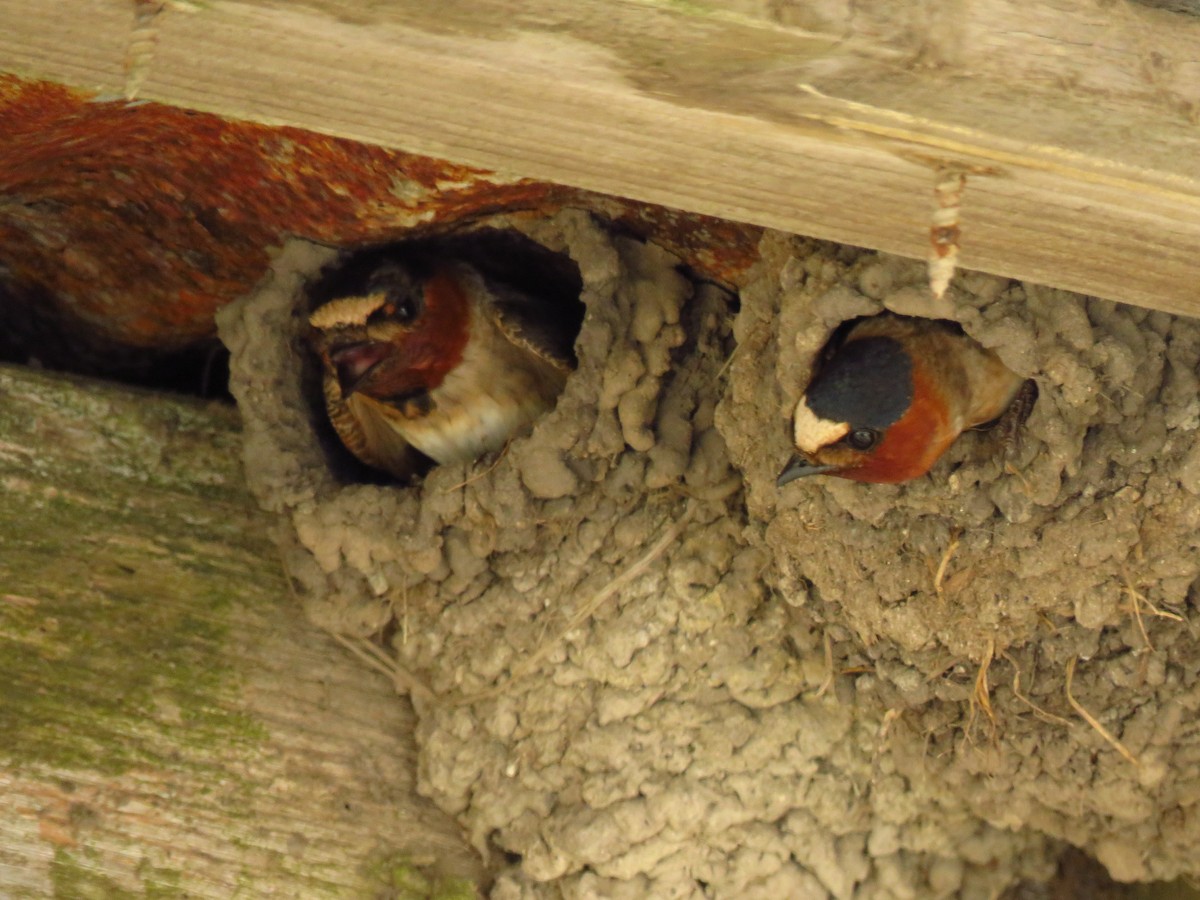 Cliff Swallow - ML636998117