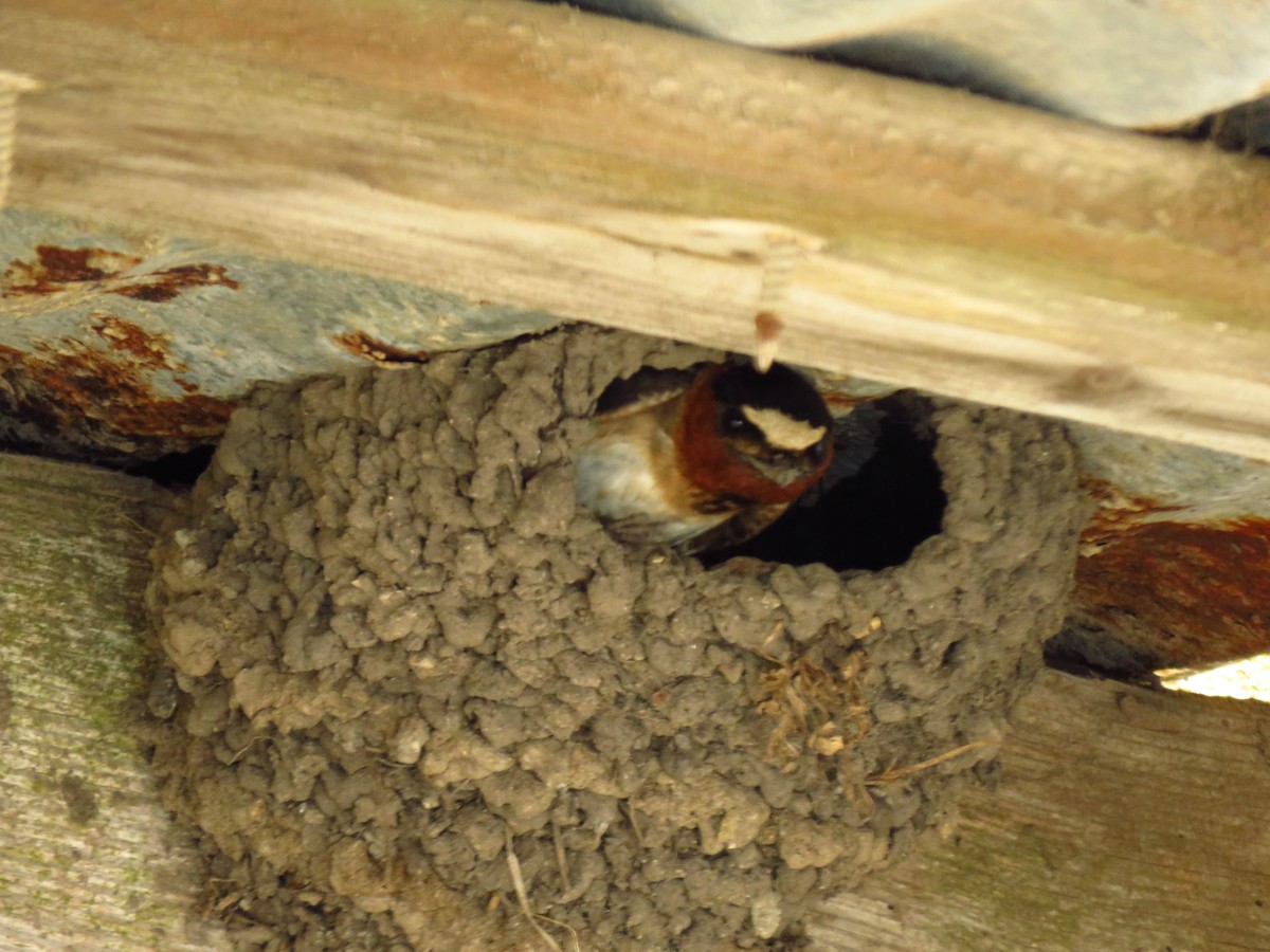 Cliff Swallow - ML636998118