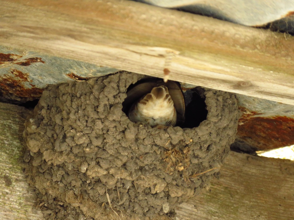 Cliff Swallow - ML636998119