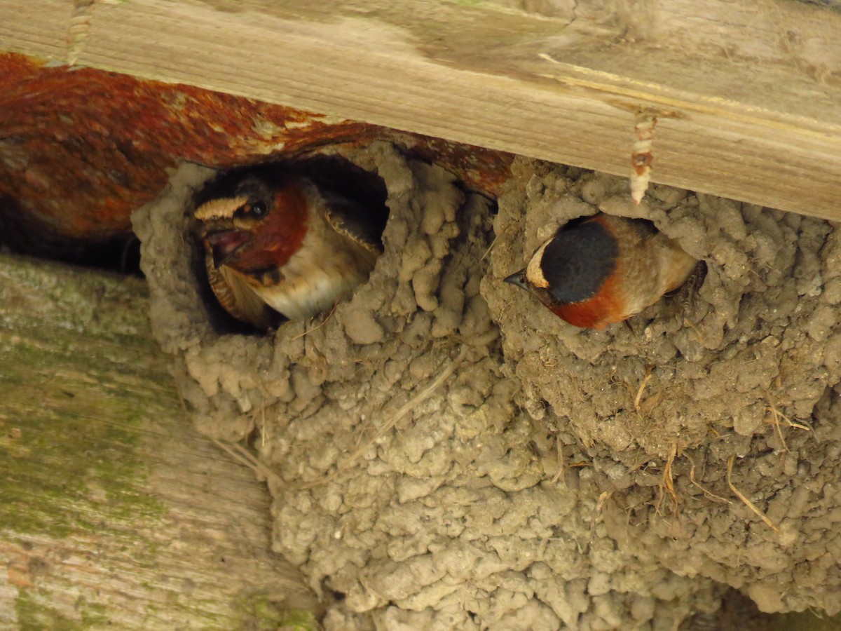 Cliff Swallow - ML636998120