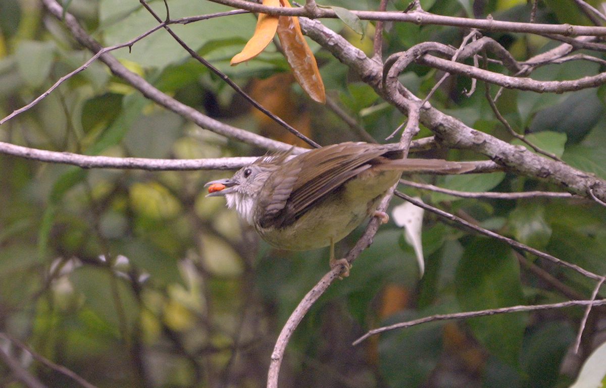 Ochraceous Bulbul - ML636998187