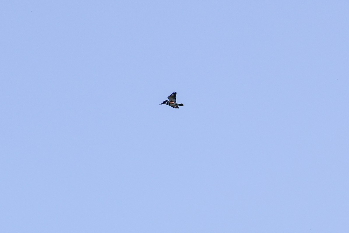 Gürtelfischer - ML636998199