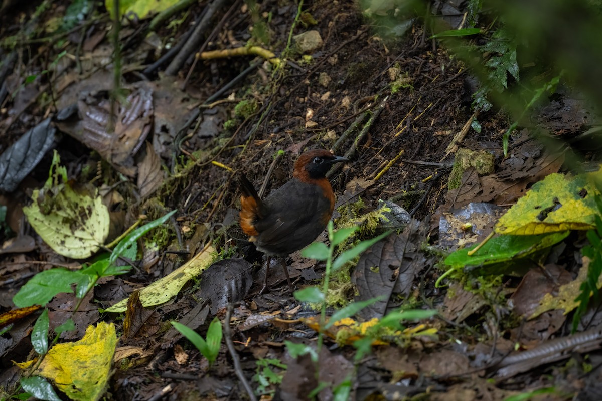 Rufous-breasted Antthrush - ML636998225
