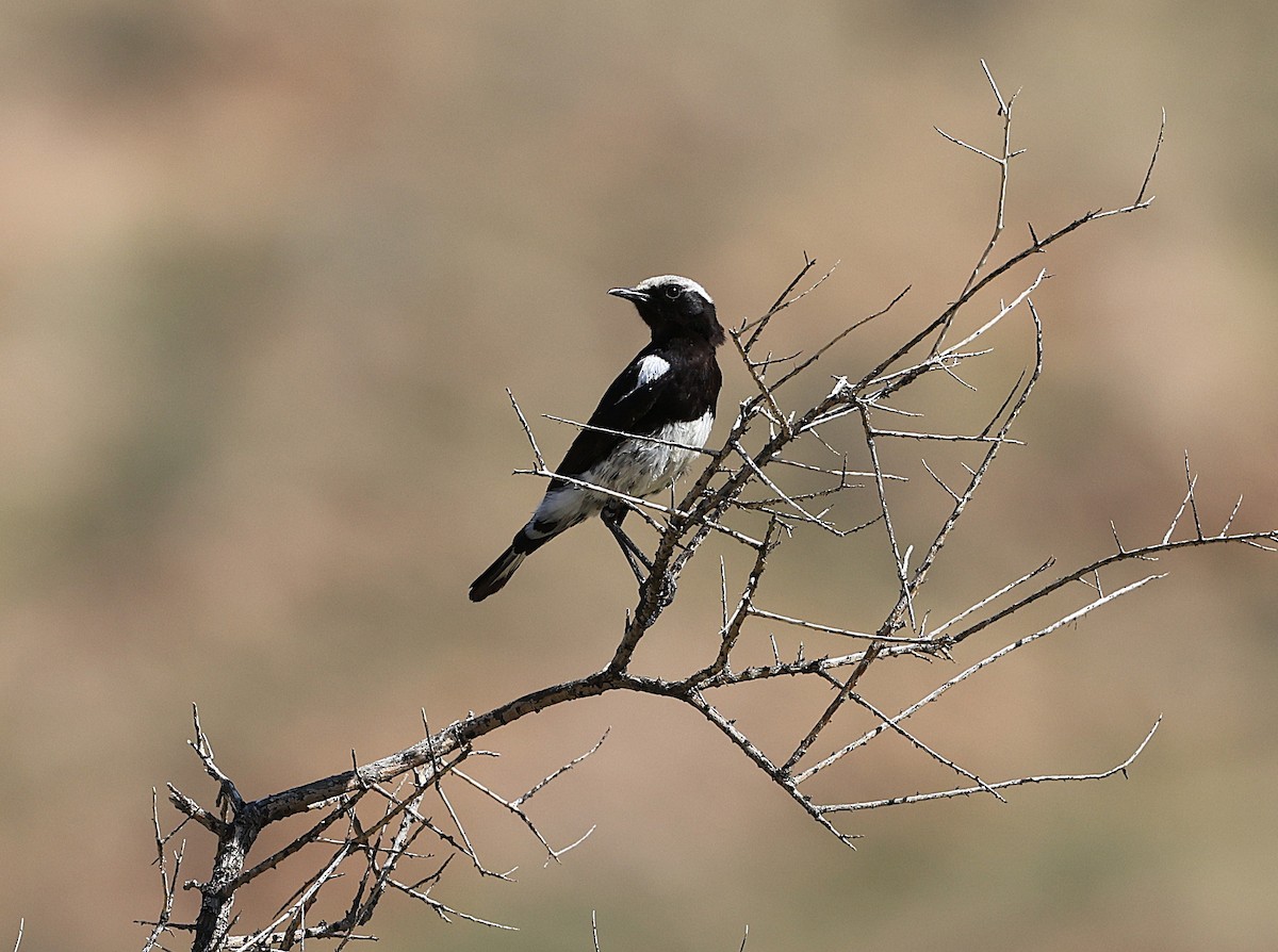 Mountain Chat - ML636998234