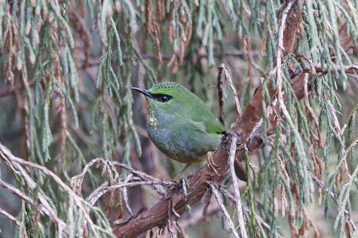 Fire-tailed Myzornis - ML636998243