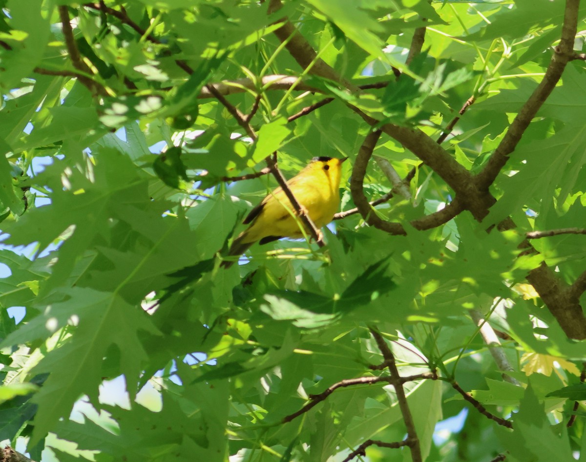 kalottparula - ML636998279