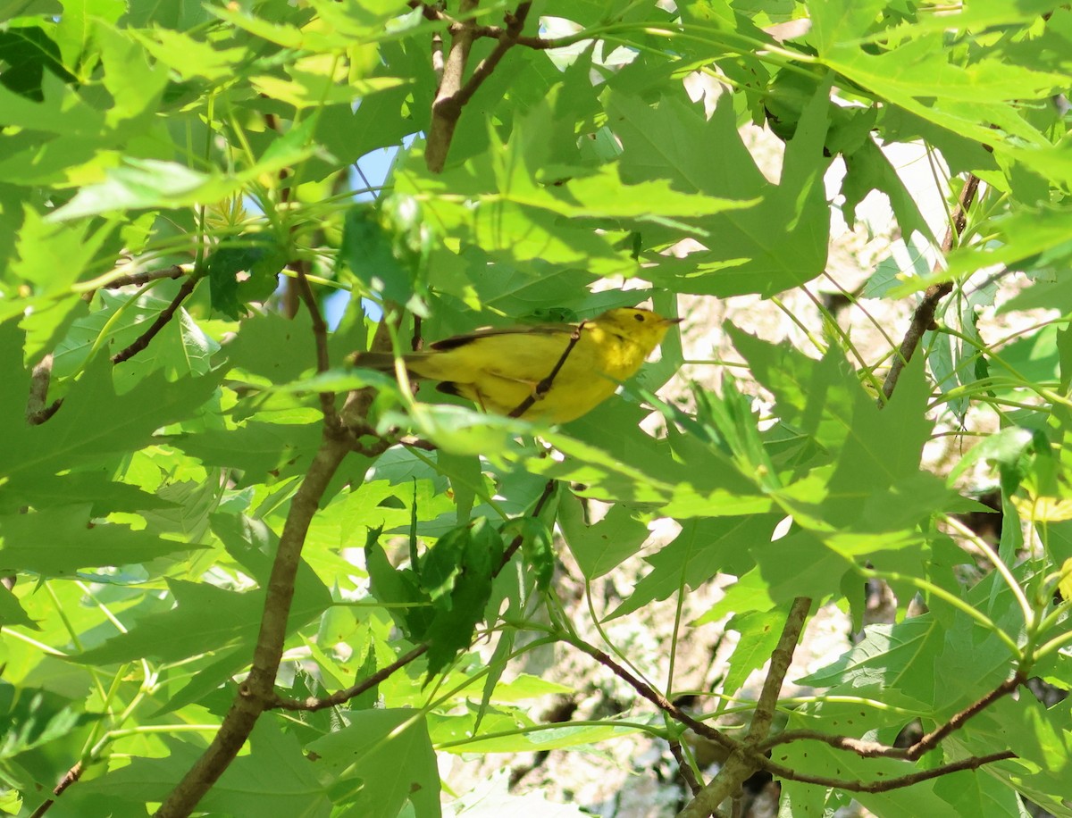 kalottparula - ML636998282