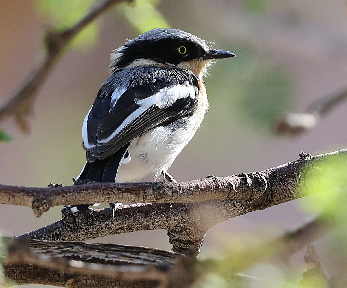 Pririt Batis - ML636998337